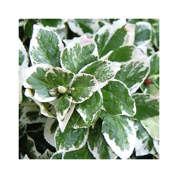 Euonymus fortunei 'Emerald'n Gaiety' - Kúszó kecskerágó