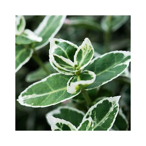 Euonymus fortunei 'Emerald'n Gaiety' - Kúszó kecskerágó