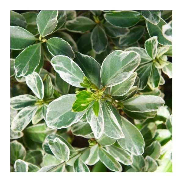 Euonymus japonicus 'Albomarginatus' - Japán kecskerágó