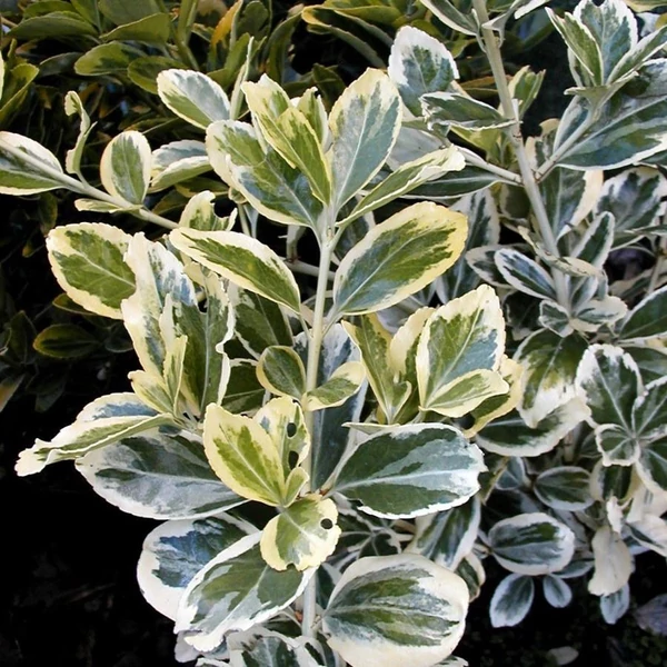 Euonymus japonicus 'Albomarginatus' - Japán kecskerágó