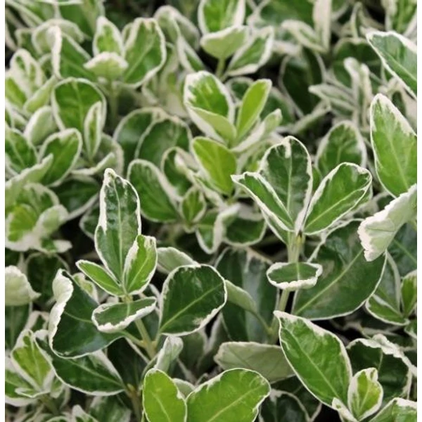 Euonymus japonicus 'Albomarginatus' - Japán kecskerágó