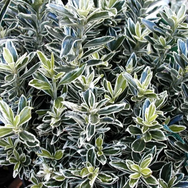 Euonymus japonicus 'Albomarginatus' - Japán kecskerágó