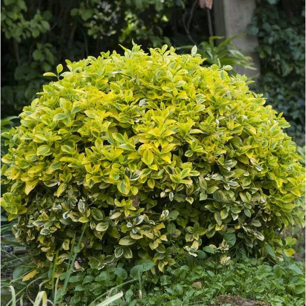 Euonymus japonicus 'Aureomarginatus' - Japán kecskerágó