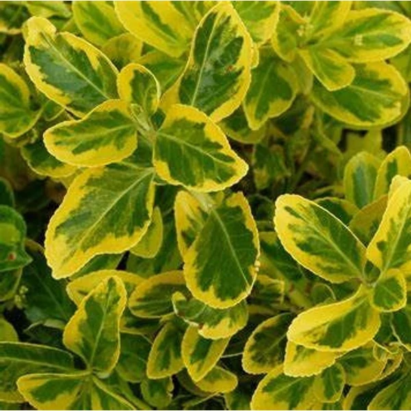 Euonymus japonicus 'Aureomarginatus' - Japán kecskerágó
