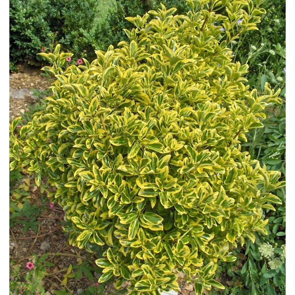 Euonymus japonicus 'Aureomarginatus' - Japán kecskerágó