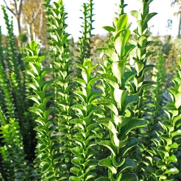 Euonymus japonicus 'Benkomasaki (Benkomoki)' - Japán kecskerágó