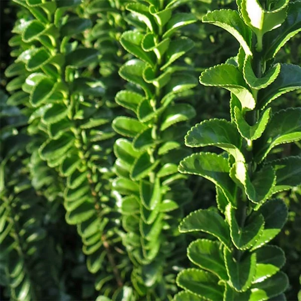 Euonymus japonicus 'Benkomasaki (Benkomoki)' - Japán kecskerágó
