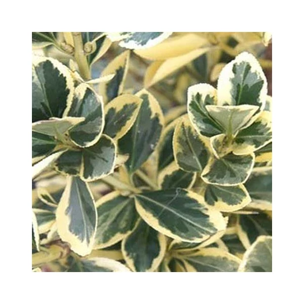 Euonymus japonicus 'Bravo' - Japán kecskerágó