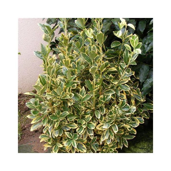 Euonymus japonicus 'Bravo' - Japán kecskerágó
