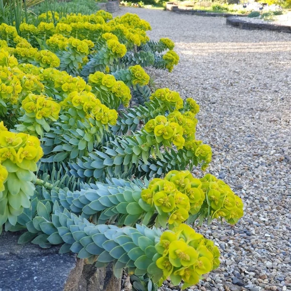 Euphorbia myrsinites - Szürke kutyatej