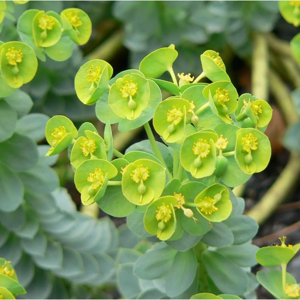 Euphorbia myrsinites - Szürke kutyatej
