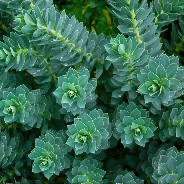 Euphorbia myrsinites - Szürke kutyatej