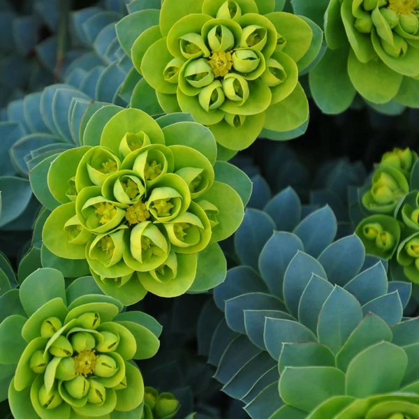 Euphorbia myrsinites - Szürke kutyatej