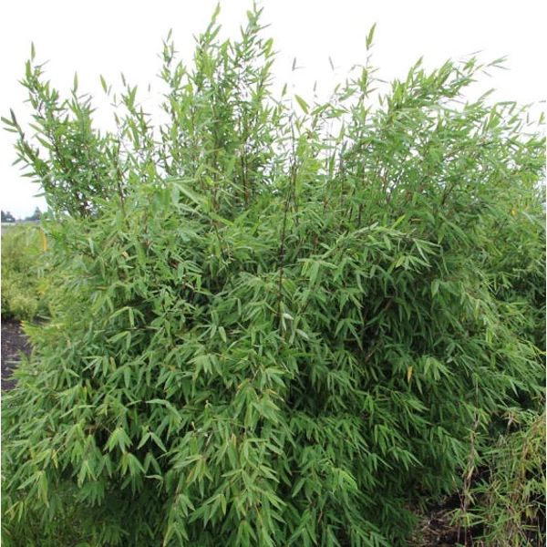 Fargesia nitida 'Winter Joy' - Bambusz