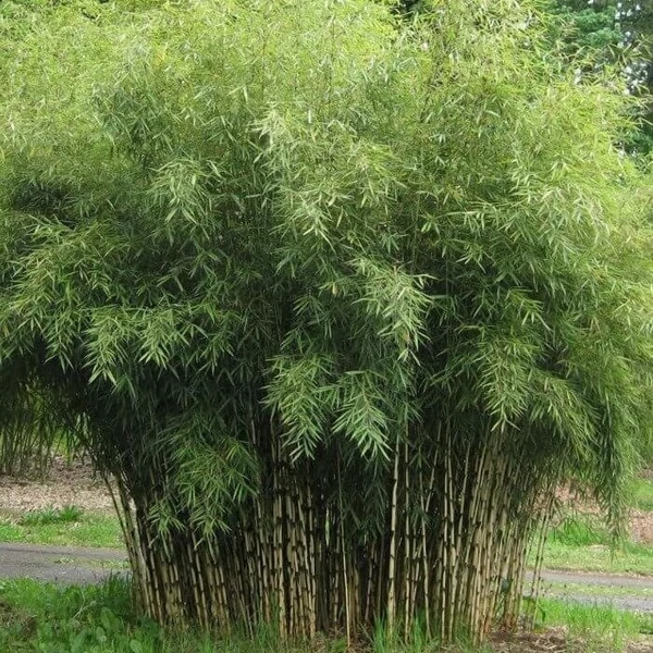 Fargesia robusta 'Campbell' - Bambusz