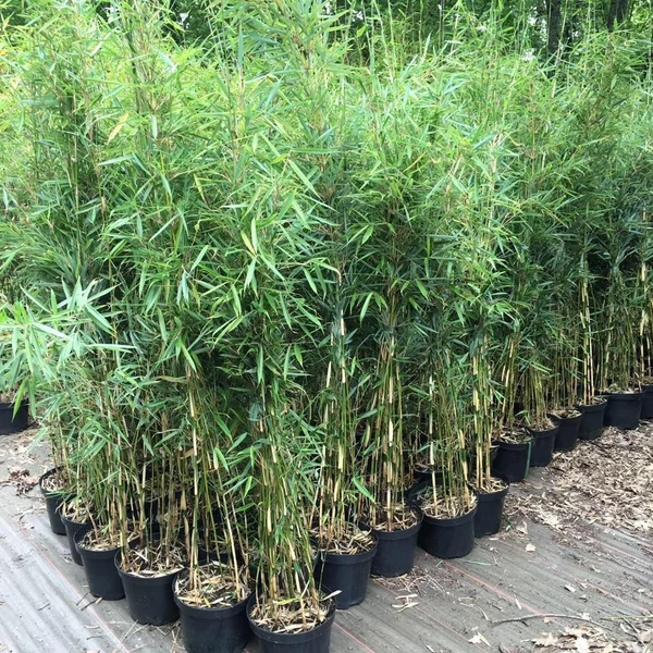 Fargesia robusta 'Campbell' - Bambusz