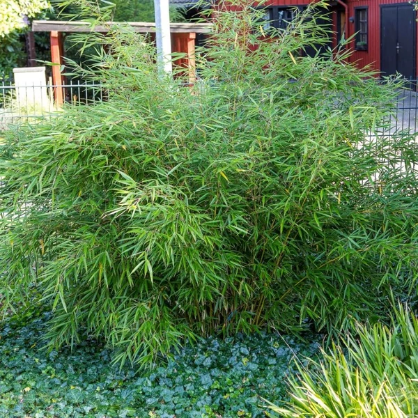 Fargesia robusta 'Campbell' - Bambusz