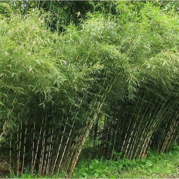 Fargesia robusta 'Campbell' - Bambusz