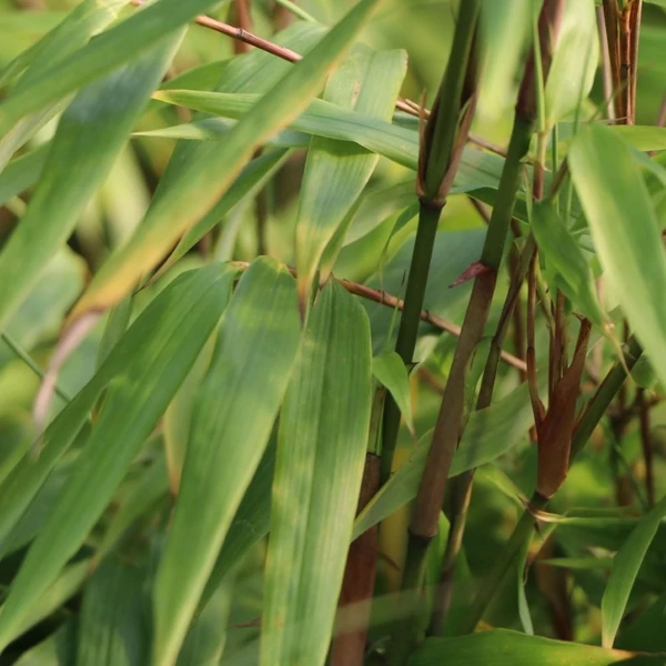 Fargesia rufa - Bambusz