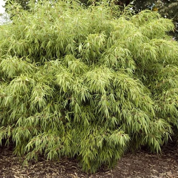 Fargesia rufa - Bambusz