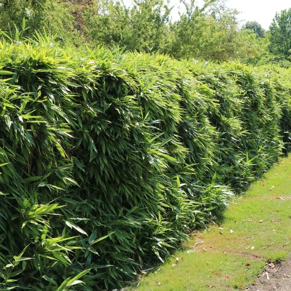 Fargesia rufa - Bambusz