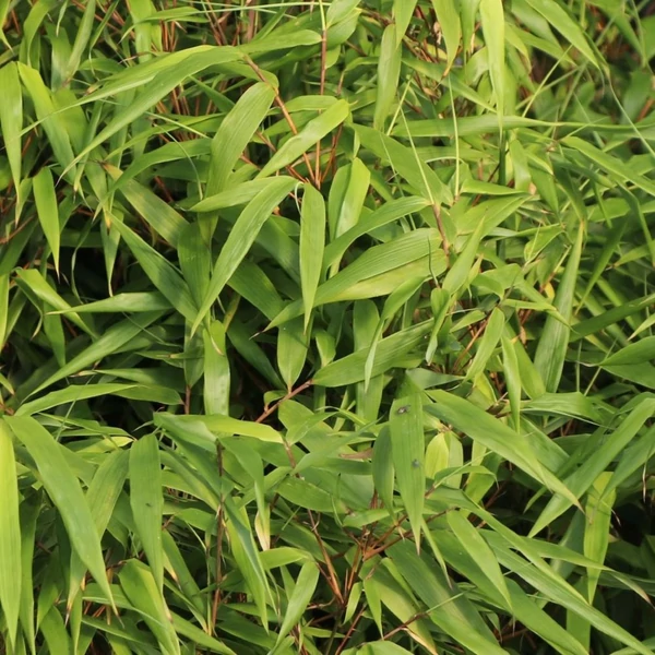 Fargesia rufa - Bambusz