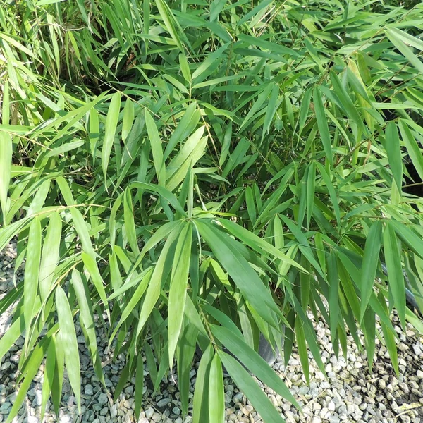 Fargesia scabrida 'Asian Wonder' - Bambusz