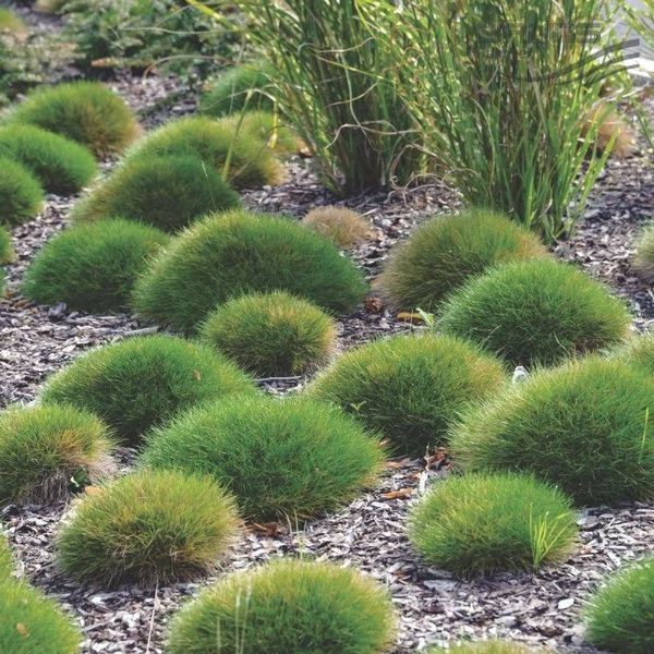Festuca gautieri (scoparia) - Medveszőrcsenkesz