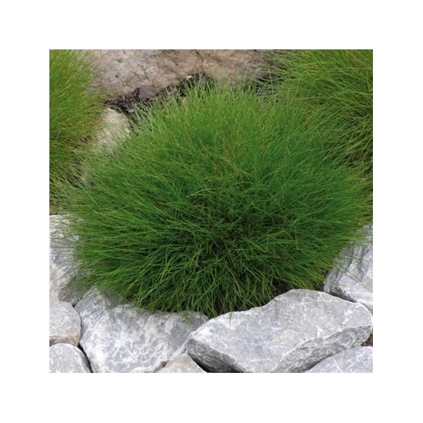 Festuca gautieri (scoparia) - Medveszőrcsenkesz