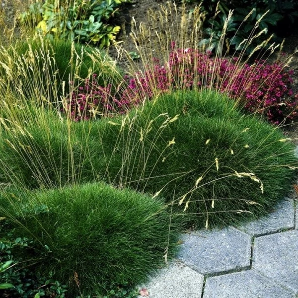 Festuca gautieri (scoparia) - Medveszőrcsenkesz