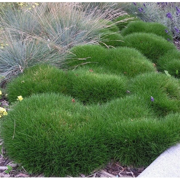 Festuca gautieri (scoparia) - Medveszőrcsenkesz