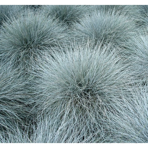 Festuca glauca 'Azurit' - Kék csenkesz