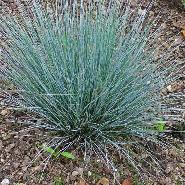 Festuca glauca 'Azurit' - Kék csenkesz