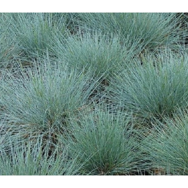 Festuca glauca 'Azurit' - Kék csenkesz