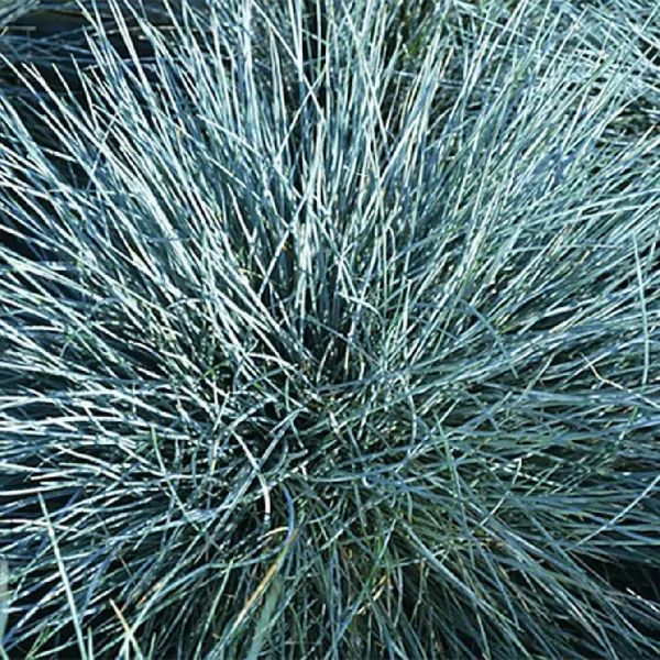 Festuca glauca 'Azurit' - Kék csenkesz