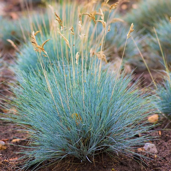 Festuca glauca 'Elijah Blue' - Deres csenkesz