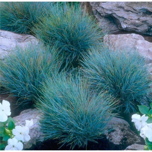 Festuca glauca 'Elijah Blue' - Deres csenkesz