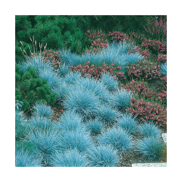 Festuca glauca 'Elijah Blue' - Deres csenkesz