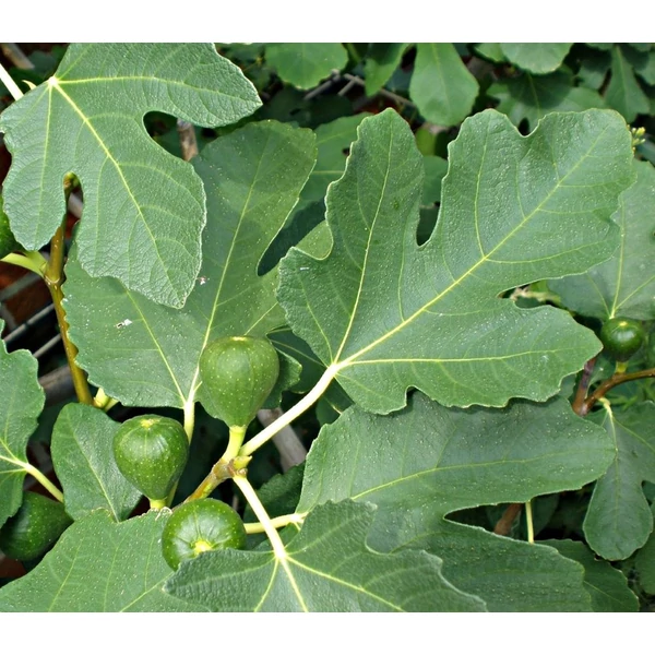 Ficus carica - Füge