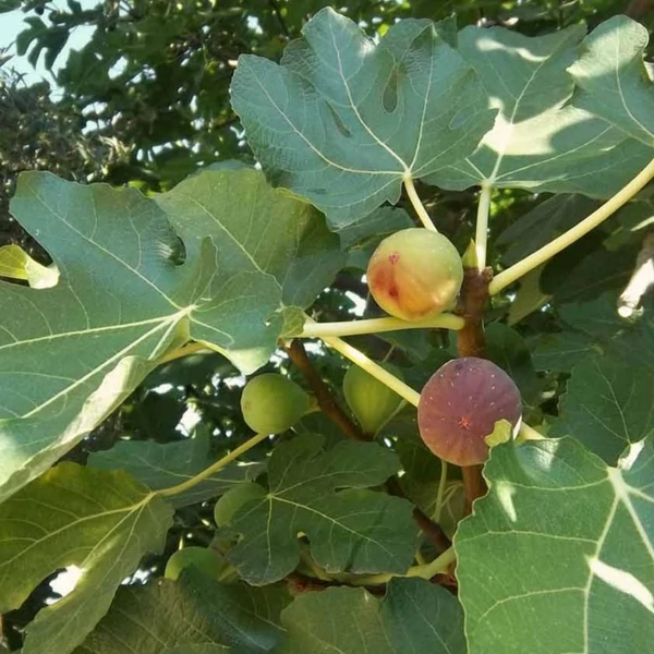 Ficus carica - Füge
