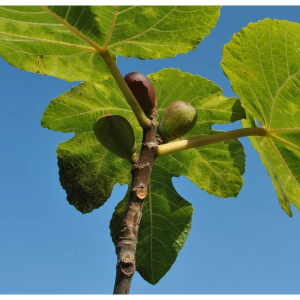 Ficus carica - Füge