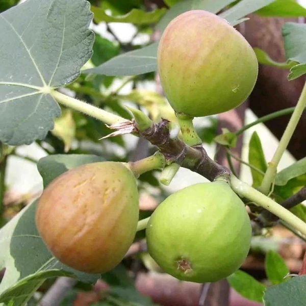 Ficus carica 'Botanikus kert' - Füge