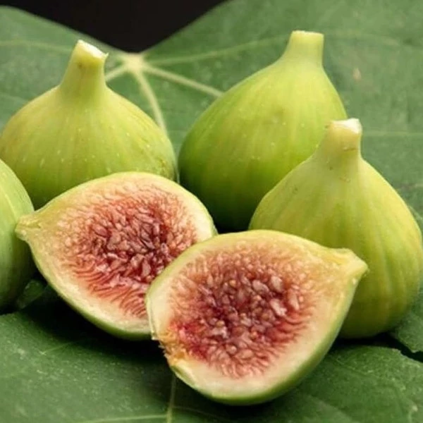 Ficus carica 'Botanikus kert' - Füge