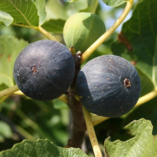 Ficus carica 'Brogiotto Nero' - Füge