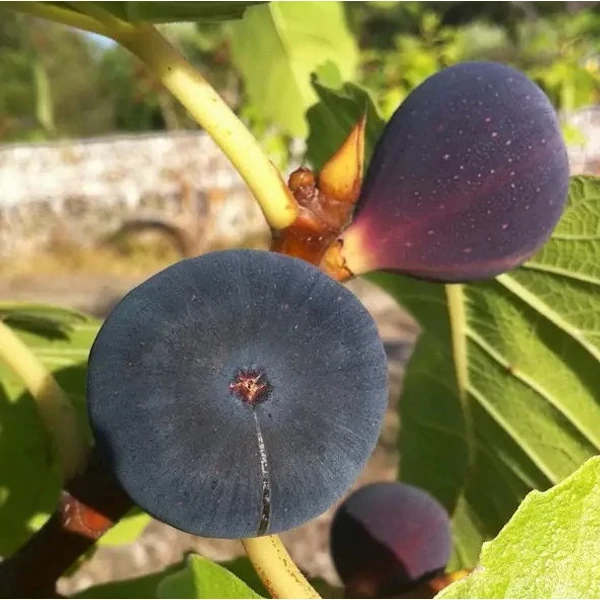Ficus carica 'Brogiotto Nero' - Füge