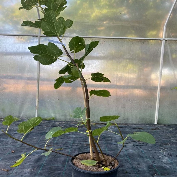 Ficus carica 'Füredi óriás' - Füge