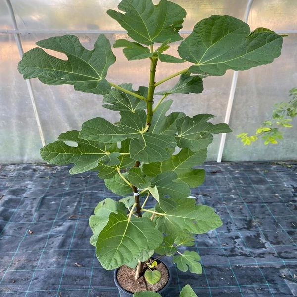 Ficus carica 'Füredi óriás' - Füge