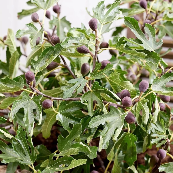 Ficus carica 'Little Miss Figgy'® - Füge, balkon