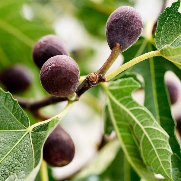 Ficus carica 'Little Miss Figgy'® - Füge, balkon