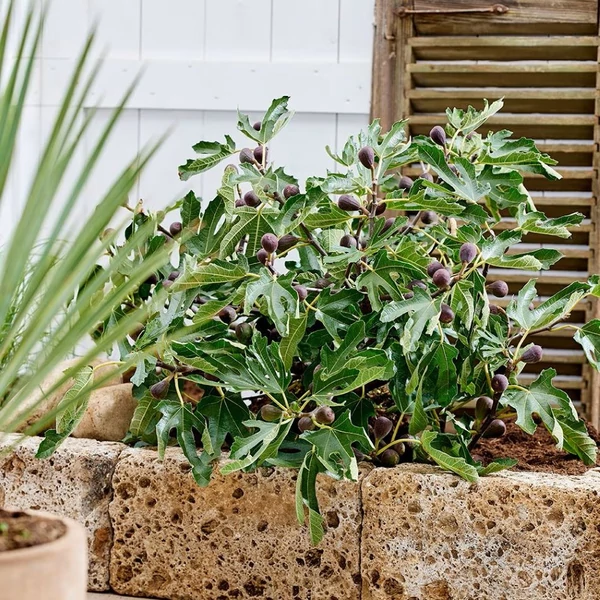 Ficus carica 'Little Miss Figgy'® - Füge, balkon